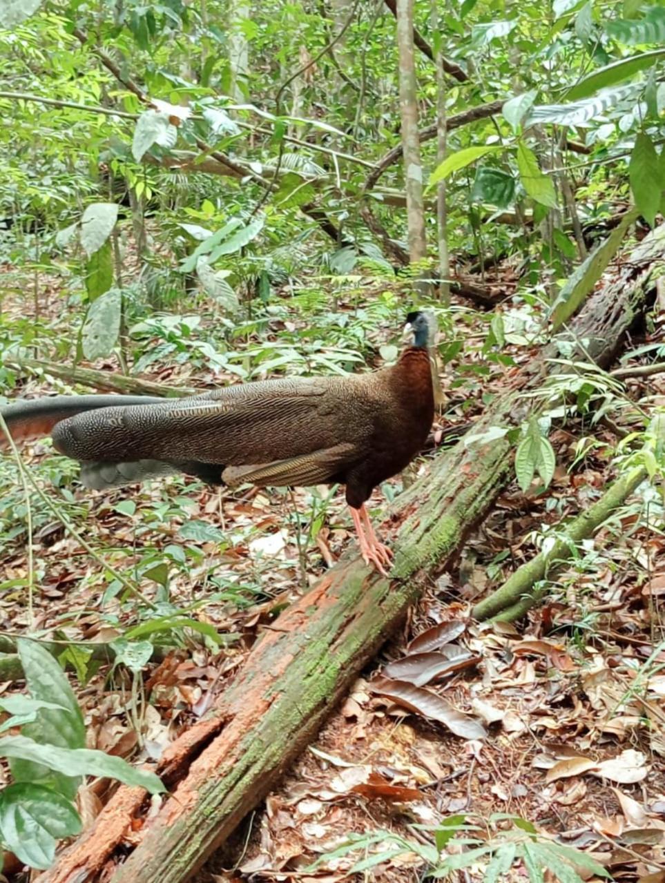 Landak River Guest House Only Trekking With Us Bukit Lawang Extérieur photo
