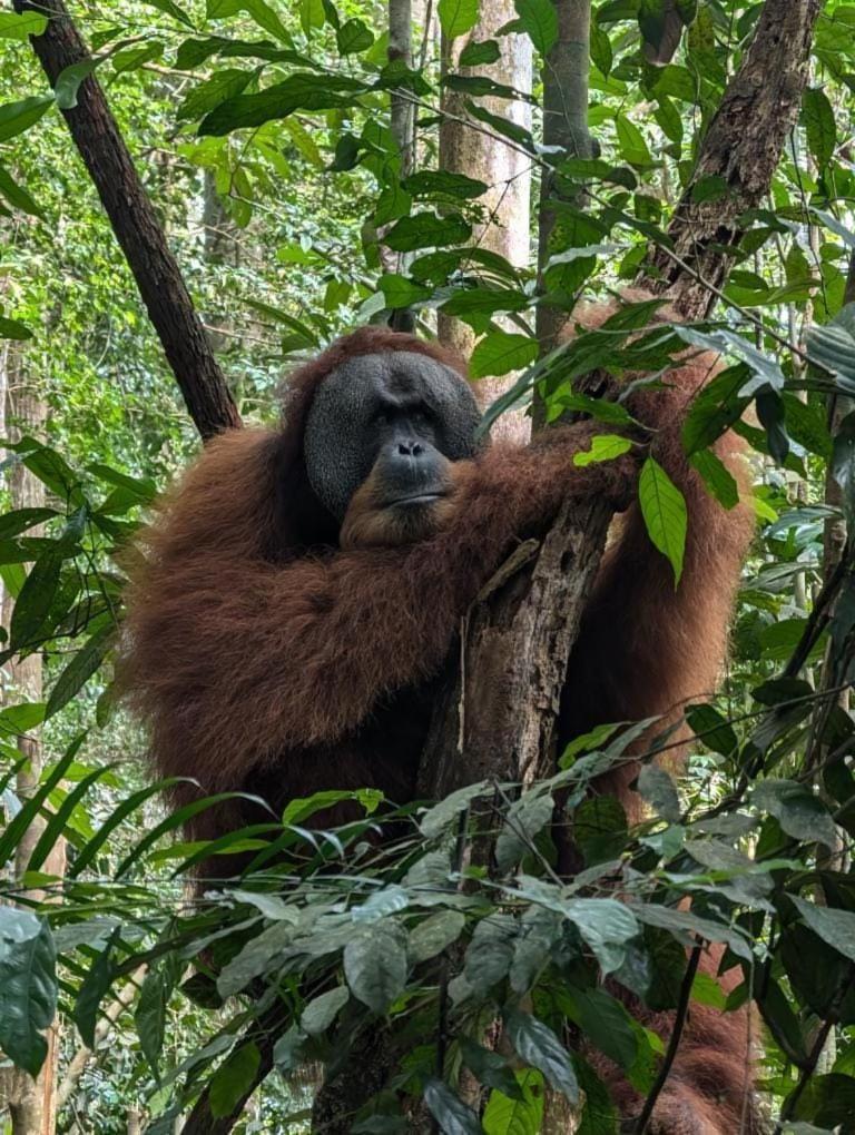 Landak River Guest House Only Trekking With Us Bukit Lawang Extérieur photo