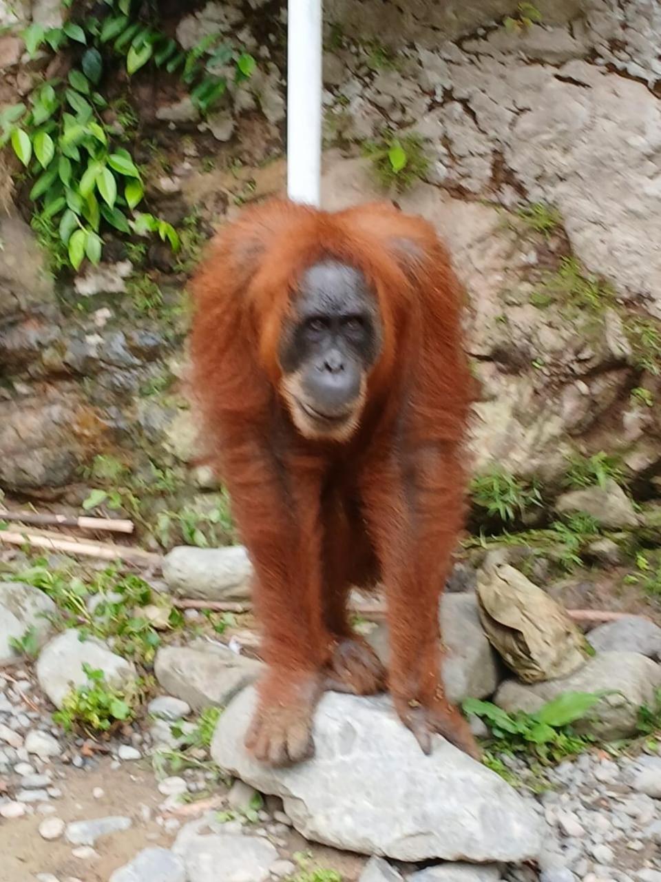 Landak River Guest House Only Trekking With Us Bukit Lawang Extérieur photo