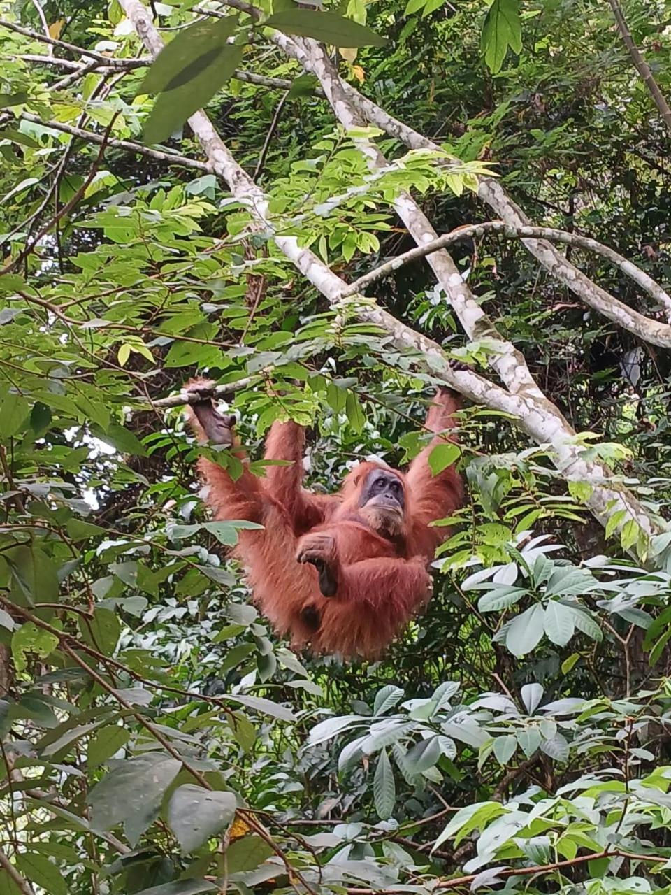 Landak River Guest House Only Trekking With Us Bukit Lawang Extérieur photo