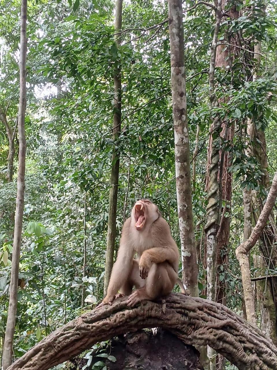 Landak River Guest House Only Trekking With Us Bukit Lawang Extérieur photo