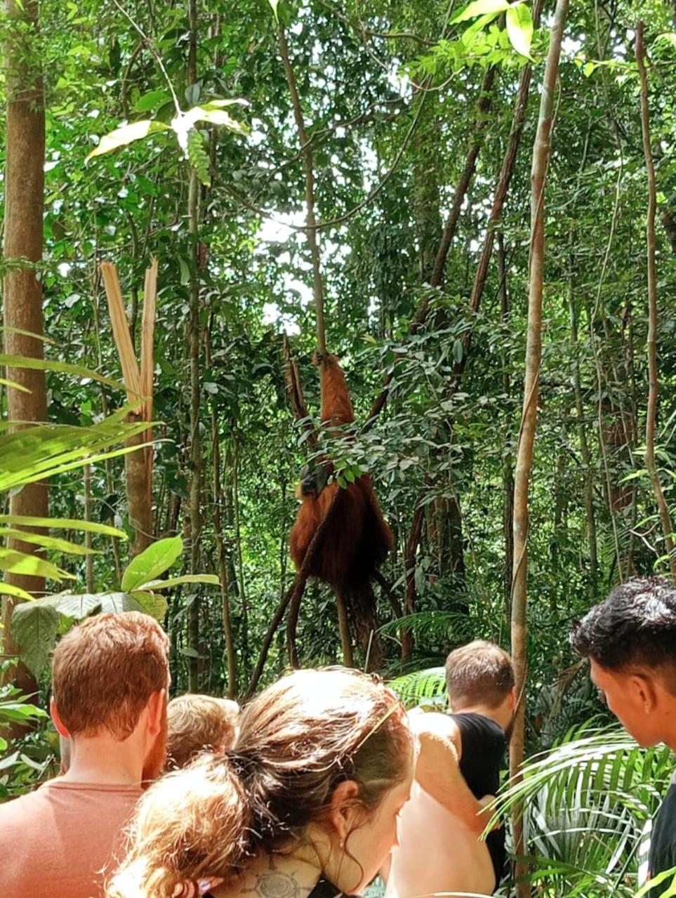Landak River Guest House Only Trekking With Us Bukit Lawang Extérieur photo