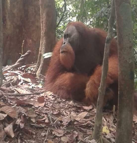 Landak River Guest House Only Trekking With Us Bukit Lawang Extérieur photo