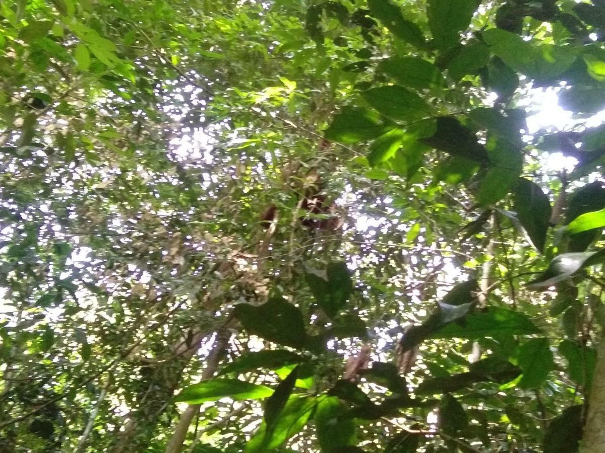 Landak River Guest House Only Trekking With Us Bukit Lawang Extérieur photo