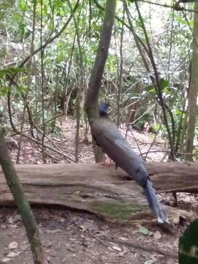 Landak River Guest House Only Trekking With Us Bukit Lawang Extérieur photo