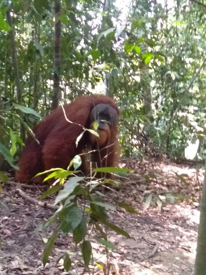 Landak River Guest House Only Trekking With Us Bukit Lawang Extérieur photo